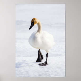 Poster Wyoming, refúgio nacional dos alces, cisne de