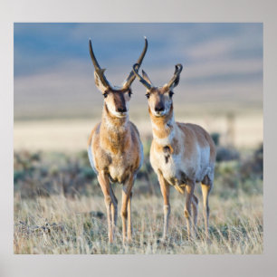 Poster Wyoming, Sublette County, fanfarrões de Pronghorn