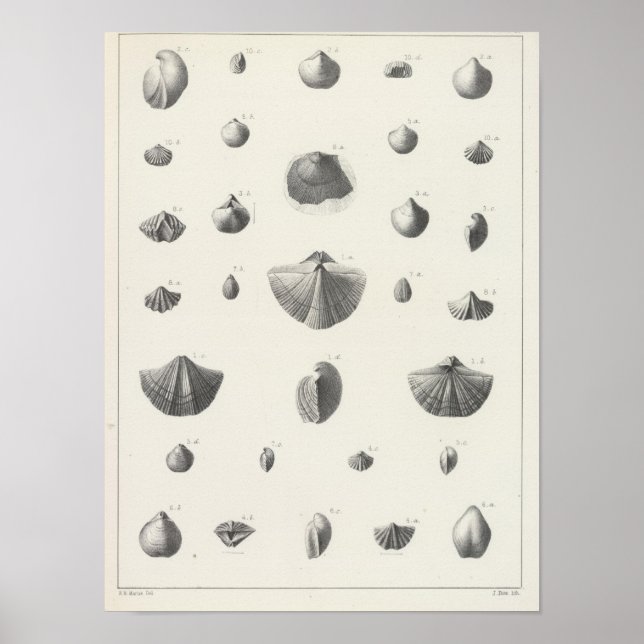 Pôster X Carbonífero (Frente)