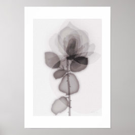 Poster X-ray Botanical Art - Rose