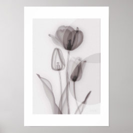 Poster  X-ray Botanical Art - Tulip