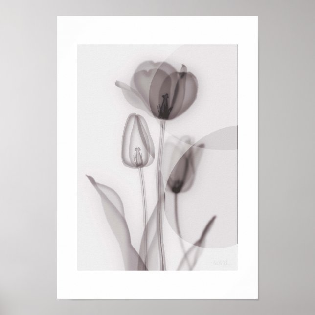 Poster  X-ray Botanical Art - Tulip (Frente)