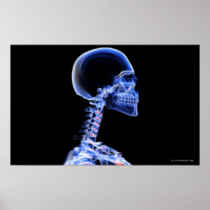 Pôster X-ray of the bones in the neck