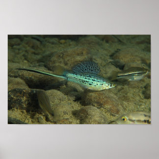 Pôster Xiphophorus montezumae - Montezumae