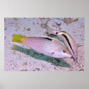 Poster Xrasse