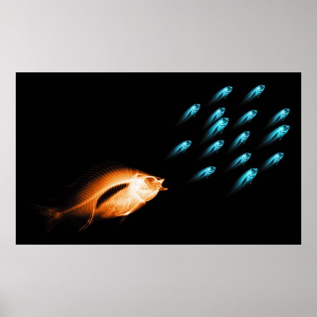 PÔSTER XRAY FISH CHASE BLACK ORIGINAL (Frente)