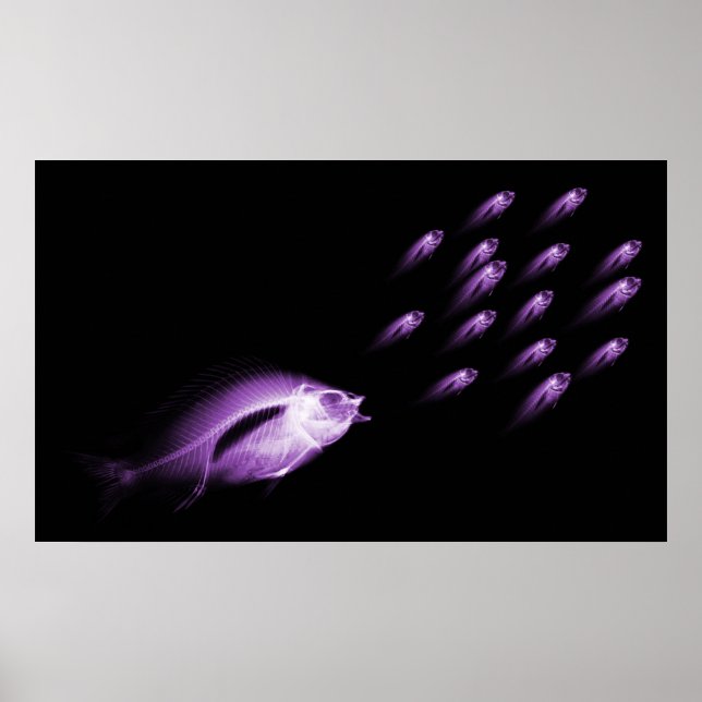POSTER XRAY FISH CHASE BLACK PURPLE (Frente)