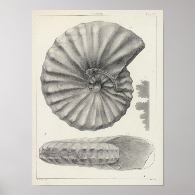 Pôster XX Cretáceo (Frente)