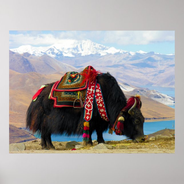 Poster Yak Bos Grunniens near Yamdrok lake Tibet (Frente)