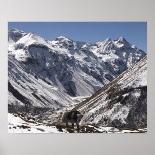 Pôster Yak perto do Monte Jhomolari, Jangothang Jigme Dor