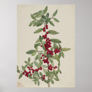 Poster Yaupon (Ilex vomitoria)