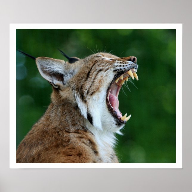 Poster Yawning Bobcat (Frente)
