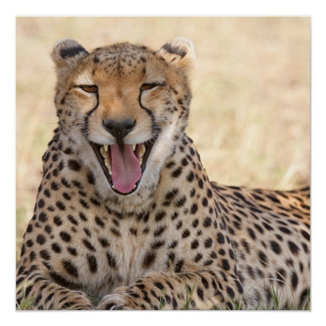 Pôster Yawning Cheetah (Frente)