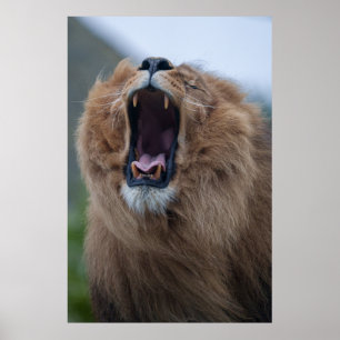 Poster Yawning Lion Um Encontro Imediato