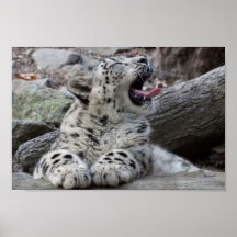 Yawning Snow Lepard Cub