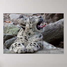 Pôster Yawning Snow Lepard Cub