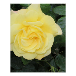 Pôster Yello Rosa