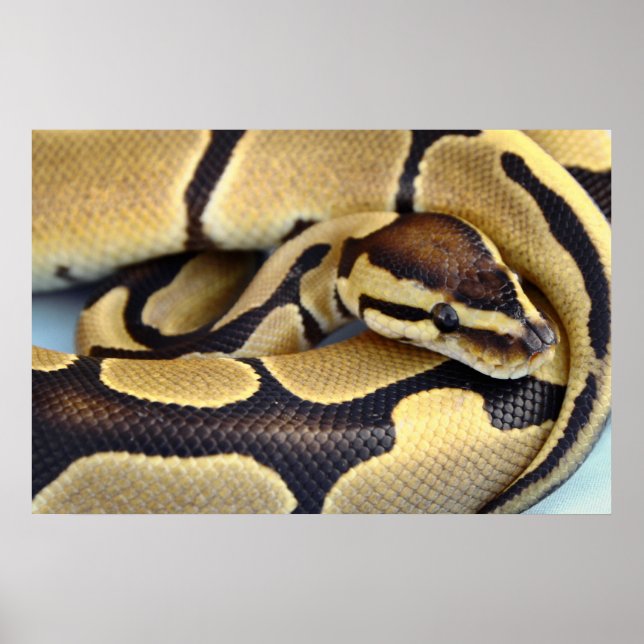 Pôster Yellow and Black Ball Python 3 (Frente)