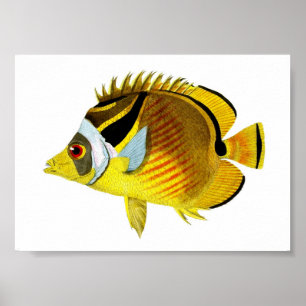 Poster Yellow Black Tropical Fish Art Print no. 4