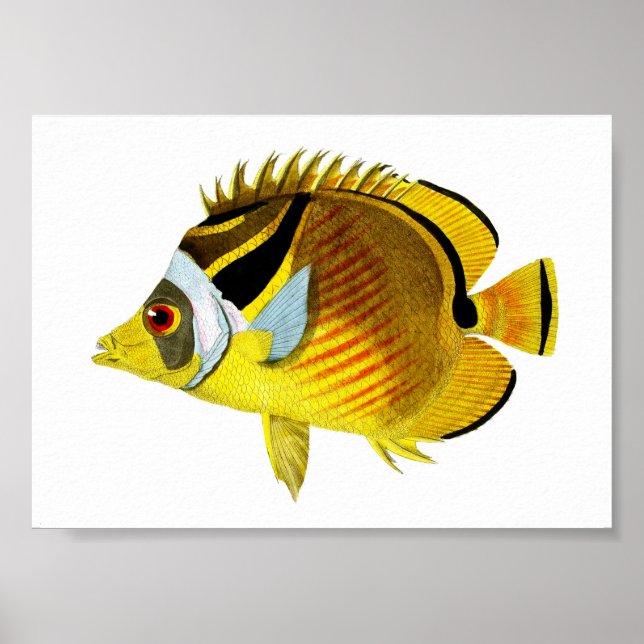 Poster Yellow Black Tropical Fish Art Print no. 4 (Frente)