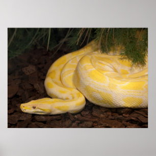 Pôster Yellow Burmese Python Incrível