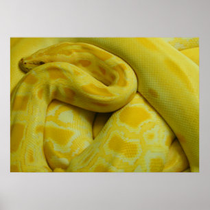 Poster Yellow Burmese Python Incrível