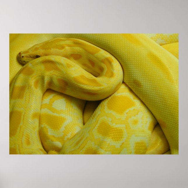 Poster Yellow Burmese Python Incrível (Frente)