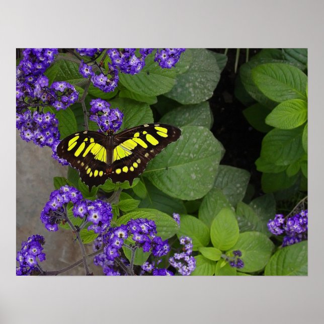 Poster Yellow Butterfly on Violet Flowers Print (Frente)
