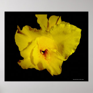 Poster Yellow Cannas Canna Lily Flower Photo