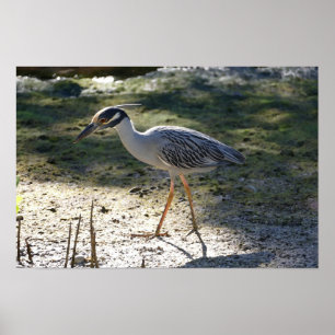 Poster Yellow Crowned Night Heron, Florida
