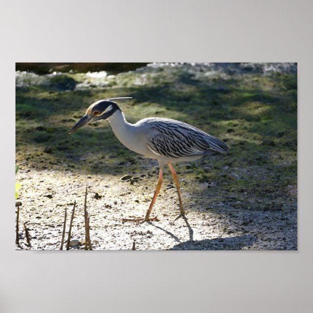 Poster Yellow Crowned Night Heron, Florida (Frente)