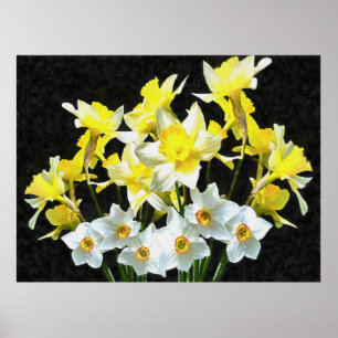 Poster Yellow Daffodils And White Narcissi On Grey