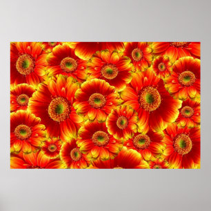 Pôster Yellow e Orange Gerbera Daisies