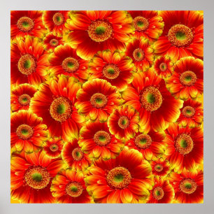 Pôster Yellow e Orange Gerbera Daisies
