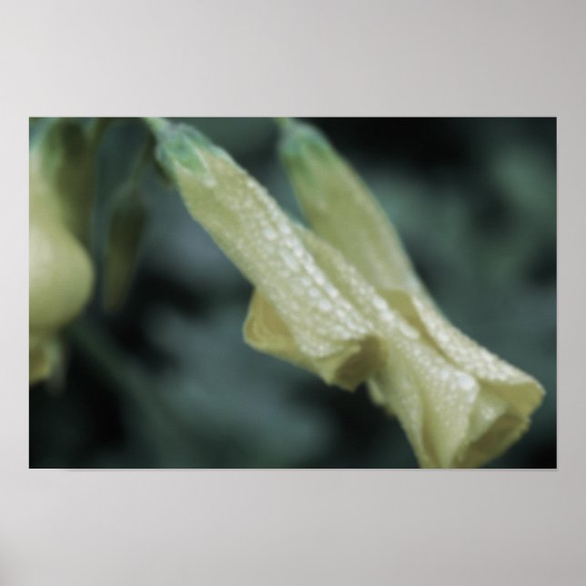 Poster Yellow Flowers - Morning Dew (Frente)
