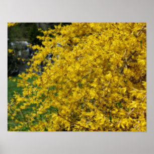 Poster Yellow Forsythia Flowers Orton Effect