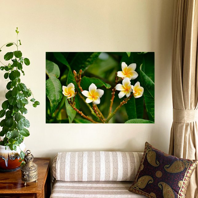 Pôster Yellow Frangipani (Criador carregado)