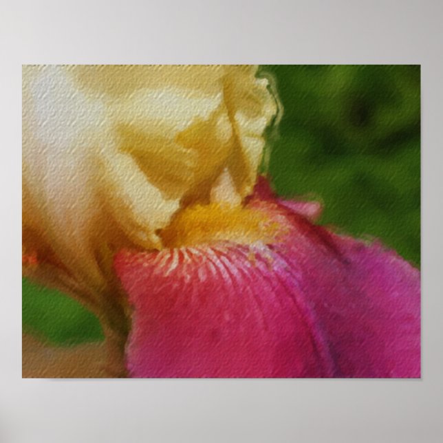 Pôster Yellow Iris Petal Fotografia com Pintura Flor (Frente)