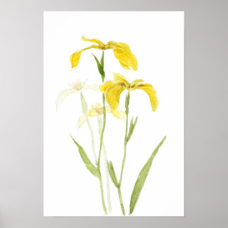Poster yellow iris watercolour flowers