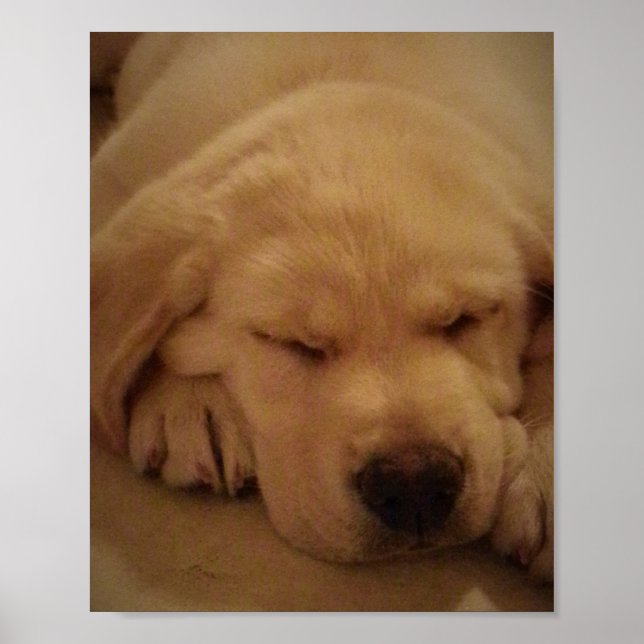 Poster Yellow Lab Puppy Sleeping (Frente)
