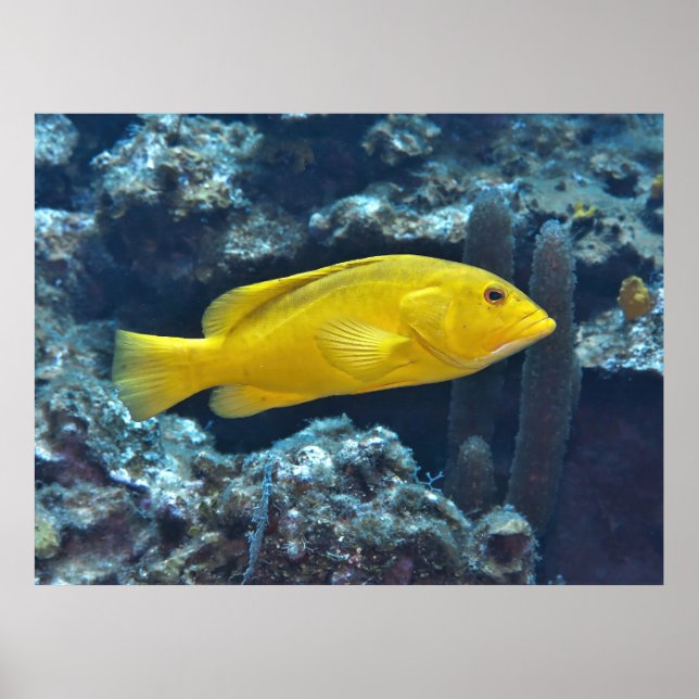 Poster Yellow Phase Coney (Frente)