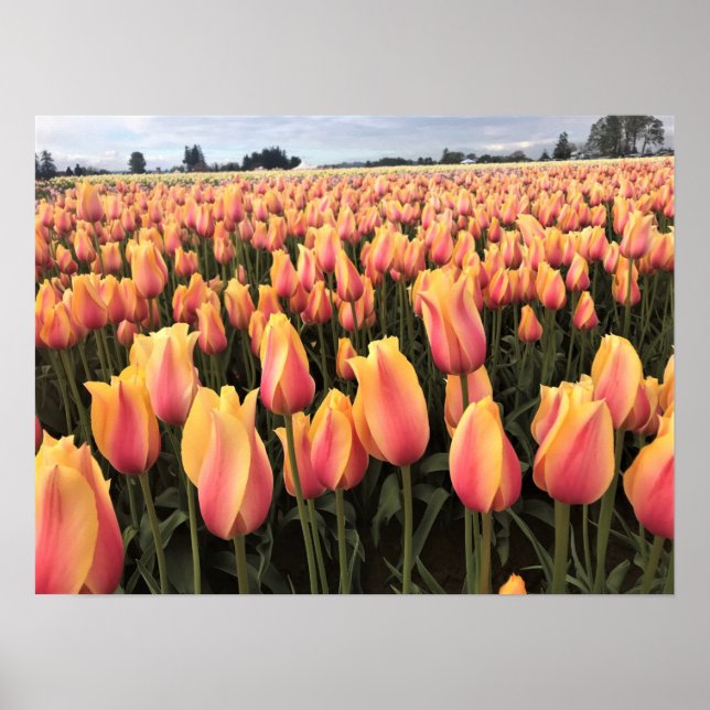 Poster Yellow & Pink Tulip Field, Oregon (Frente)