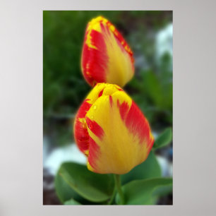 Poster yellow red tulips