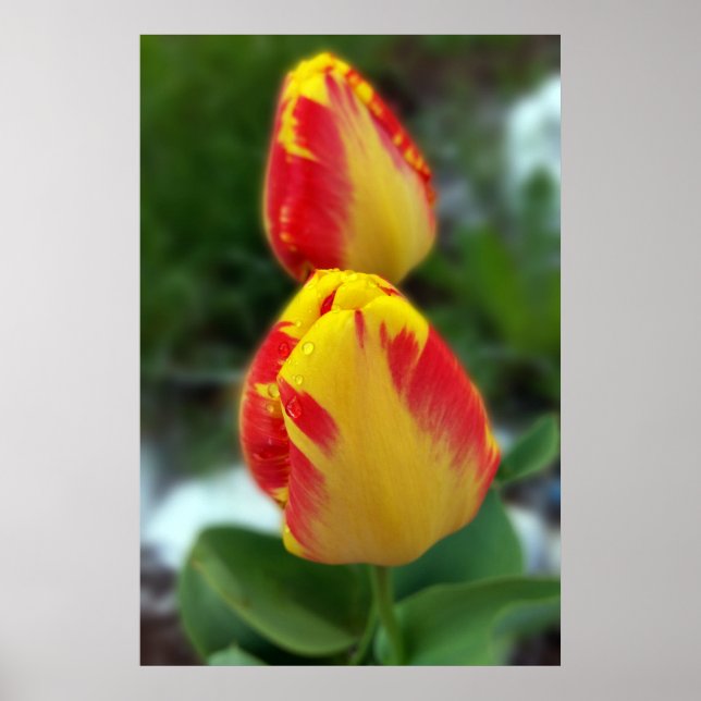 Poster yellow red tulips (Frente)