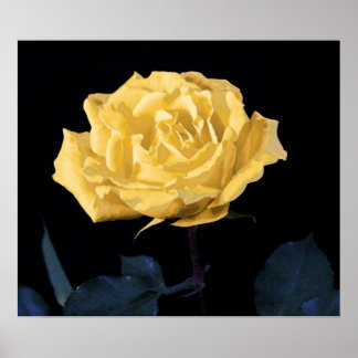 Poster Yellow Rose