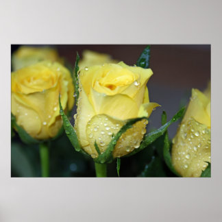 Pôster Yellow Rose