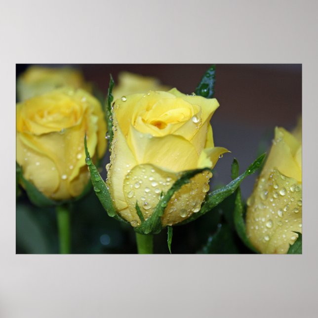 Pôster Yellow Rose (Frente)