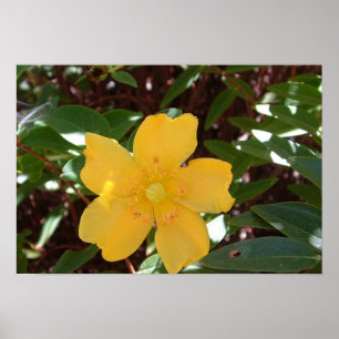 Poster Yellow Rose of Sharon Print