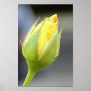 Poster Yellow Rosebud Photo
