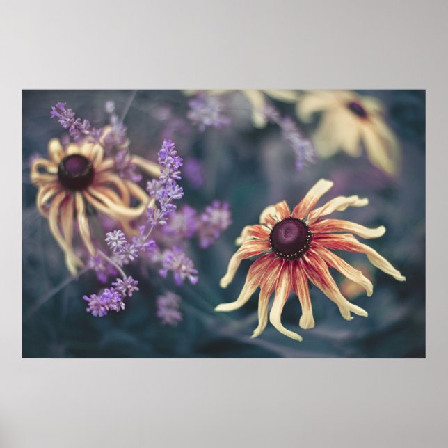 Poster Yellow Rudbeckia And Purple Lavender (Frente)